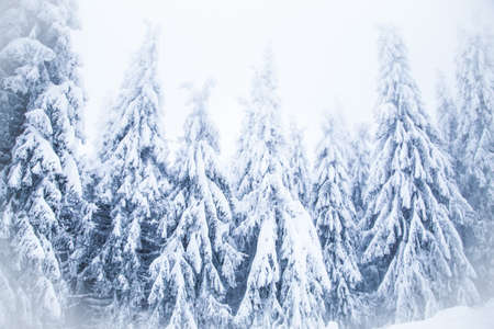 Snow on frozen fir trees winter backgroundの写真素材