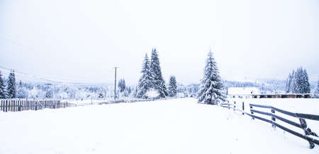 Snow on frozen fir trees winter backgroundの写真素材