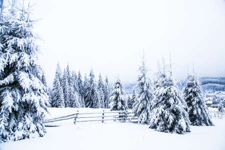 Snow on frozen fir trees winter backgroundの写真素材