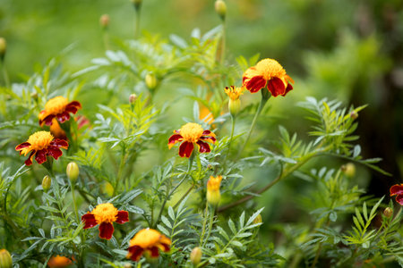 Autumn marigold background. Uses and Benefits of Marigold Flowersの写真素材