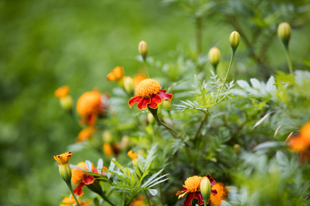 Autumn marigold background. Uses and Benefits of Marigold Flowersの写真素材