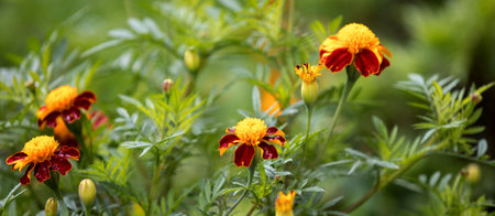 Autumn marigold background. Uses and Benefits of Marigold Flowersの写真素材
