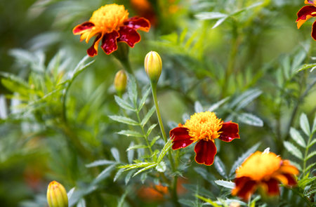Autumn marigold background. Uses and Benefits of Marigold Flowersの写真素材