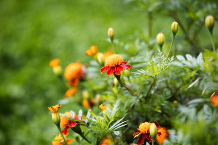 Autumn marigold background. Uses and Benefits of Marigold Flowersの写真素材