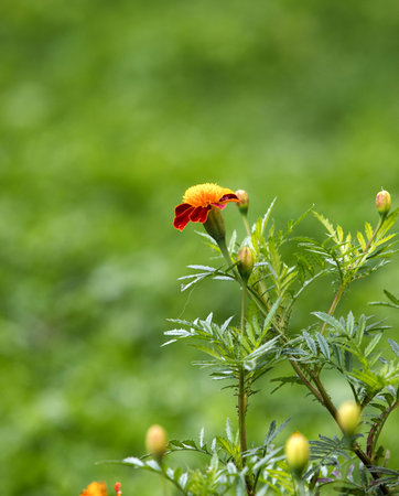 Autumn marigold background. Uses and Benefits of Marigold Flowersの写真素材