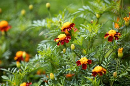 Autumn marigold background. Uses and Benefits of Marigold Flowersの写真素材