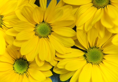 Beautiful flower on grunge wooden table.copy space.の写真素材