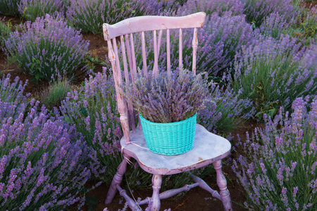 Wedding decoration in forest. Rustic wedding ceremony in forest. Vintage decoration in forest.の写真素材