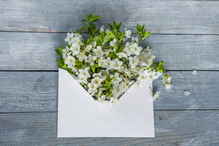 White spring cherry blossom on blue rustic wooden table. Opened envelope with spring flowersの写真素材