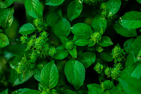 Mint leaves background. Green mint growing in garden.の写真素材