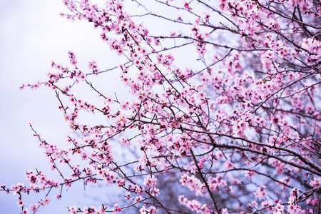 Spring blossom background. Beautiful nature scene with blooming tree. Spring flowersの写真素材