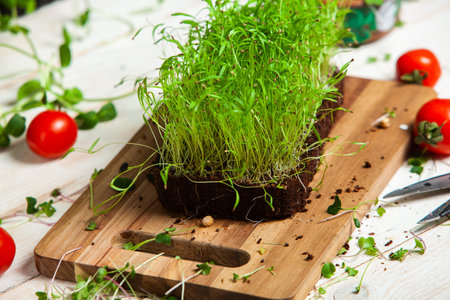 Microgreens the small shoots of any of various plants, such as arugula, dill, kale, or sorrel, that...