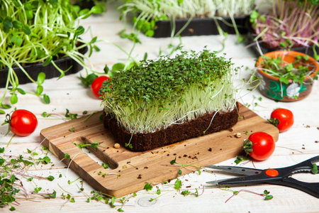 Organic raw green food. Different types of micro green dill sprouts. Vegan salad from microgreens.