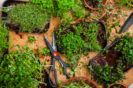 Microgreens the small shoots of any of various plants, such as arugula, dill, kale, or sorrel, that are used as food, especially in salads.の写真素材