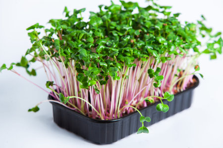 Microgreens the small shoots of any of various plants, such as arugula, dill, kale, or sorrel, that...