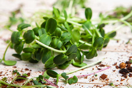 Microgreens the small shoots of any of various plants, such as arugula, dill, kale, or sorrel, that are used as food, especially in salads.の写真素材
