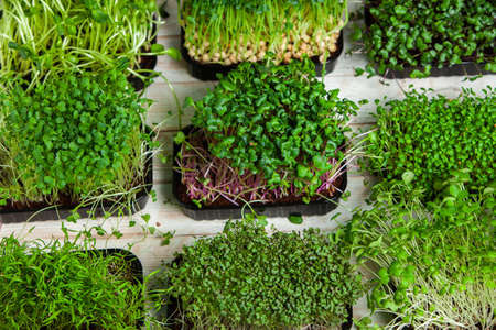 Growing sprouted seeds, microgreens. Healthy lifestyle. Green sprouts in a block of soil.の写真素材