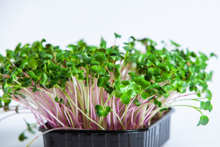 Growing sprouted seeds, microgreens. Healthy lifestyle. Green sprouts in a block of soil.