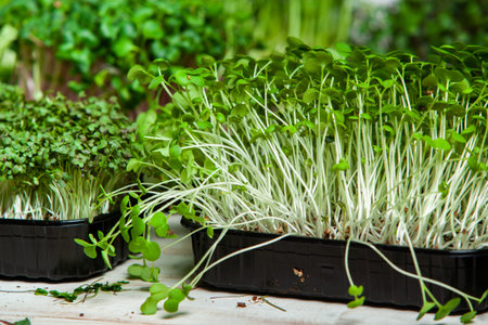 Growing sprouted seeds, microgreens. Healthy lifestyle. Green sprouts in a block of soil.