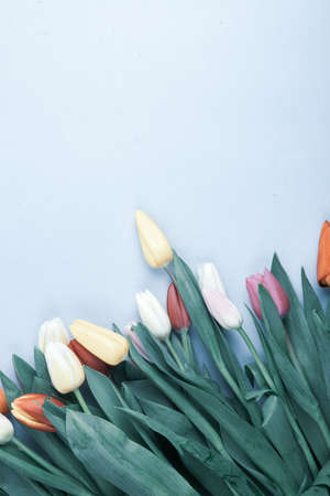 Banner with bouquet of tulips in pink and white colors. Concept of spring, Women's Day, Mother's Day, 8 March.の写真素材