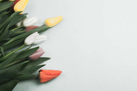 Banner with bouquet of tulips in pink and white colors. Concept of spring, Women's Day, Mother's Day, 8 March, the holiday greetingsの写真素材