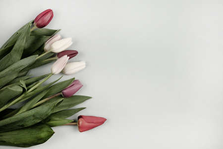 Banner with bouquet of tulips in pink and white colors. Concept of spring, Women's Day, Mother's Day, 8 March, the holiday greetingsの写真素材