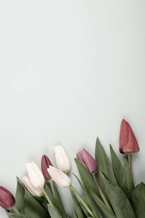 Banner with bouquet of tulips in pink and white colors. Concept of spring, Women's Day, Mother's Day, 8 March, the holiday greetingsの写真素材