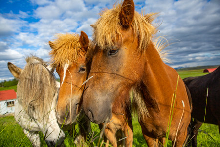 Icelandic horses in a field in summer, Iceland, Europeの写真素材