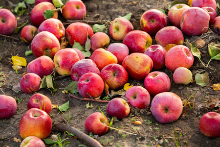 Red apples lie on the ground in the garden. Autumn harvest.の写真素材