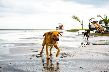 Dog walking on the beach at low tide in summer, Thailand.