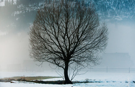 Winter landscape with a lonely tree in the middle of a snowy field