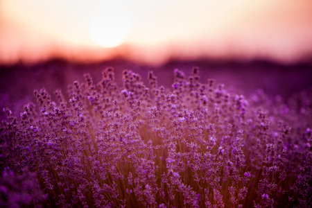 Lavender flowers at sunset in Provence, France.の写真素材