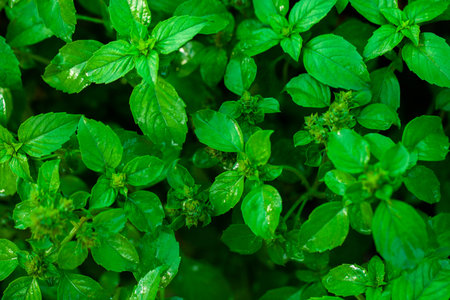 Fresh basil leaves in the garden. Natural background. Close up.の写真素材