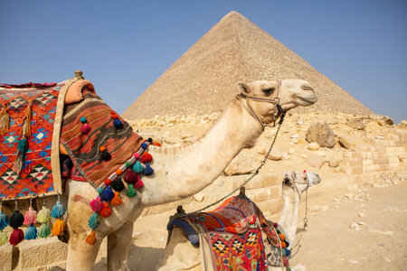 Camel in front of the pyramids of Giza, Egyptの写真素材