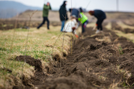 Farmer working in the field, planting seedlings in the groundの写真素材