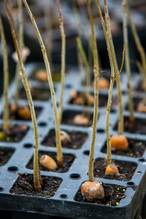 Young seedlings in a plastic tray ready to be planted into the ground