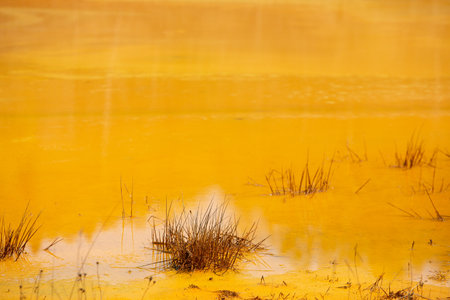 Yellow water in a puddle with dry grass in autumn season.の写真素材