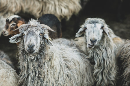 Sheep in the farm,selective focus,vintage styleの写真素材