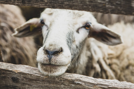 Sheep in the farm, close-up of a sheep headの写真素材