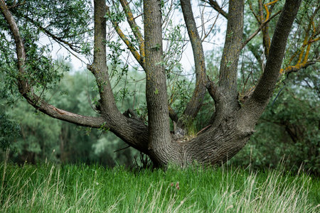 Old big tree on the meadow in spring. Shallow depth of field