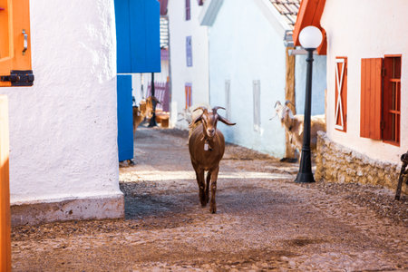 Goat in the street of the old town of Chefchaouen, Moroccoの写真素材