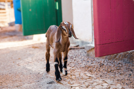 Cute goat standing on the street in the village. Selective focus.の写真素材
