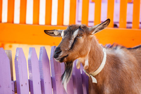 Portrait of a goat on a background of a wooden fence.の写真素材