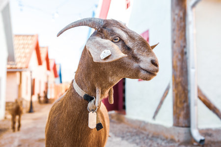 Portrait of a goat with horns on the street in the villageの写真素材