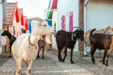 Goats on the farm in the village, close-up.の写真素材