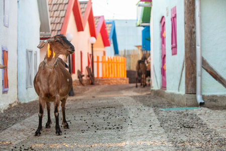 Goats in the village. Goats graze in the village.の写真素材