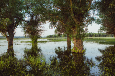Beautiful summer landscape with trees on the bank of a lake.の写真素材