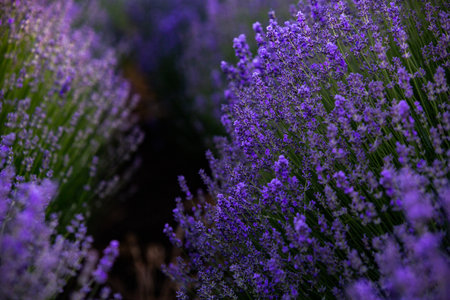Lavender field in Provence, France. Close up of lavender flowersの写真素材
