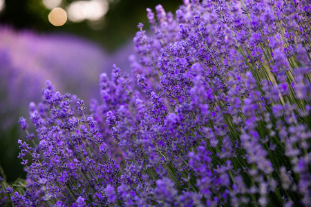 Lavender flowers blooming in the garden. Selective focus.