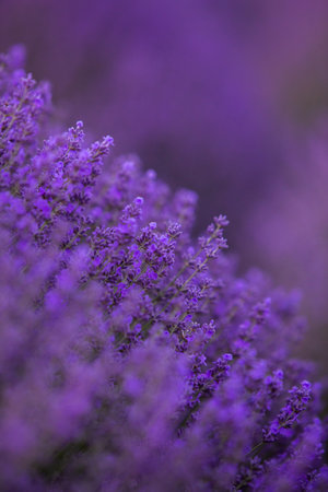 Lavender flowers blooming in a lavender field in summerの写真素材